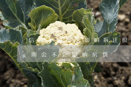 信用卡逾期会影响拆迁(很多年前的信用卡逾期会不会影响房贷)