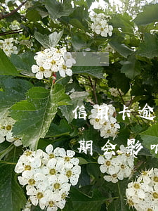 信用卡逾期会影响爱人的吗(配偶的信用卡逾期会影响自己吗?)