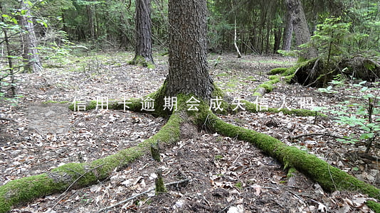 信用卡逾期会成失信人吗