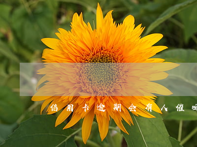 信用卡逾期会有人催吗