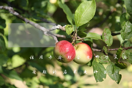 信用卡逾期会有哪些风险(贷款逾期与信用卡逾期的后果是什么)