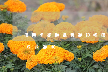 信用卡逾期会有通知吗(信用卡逾期会以什么方式通知)