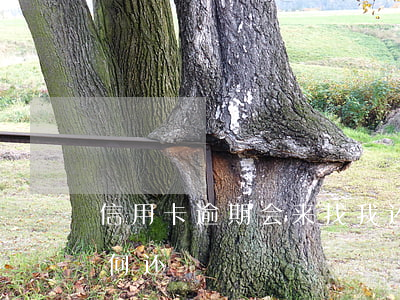 信用卡逾期会来找我还钱吗(逾期了信用卡如何还)