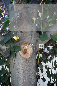 信用卡逾期会进档案嘛(信用卡逾期建立档案)