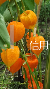 信用卡逾期传票处理-逾期收到传票