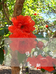 信用卡逾期但是一直小額還款(小額度信用卡逾期)