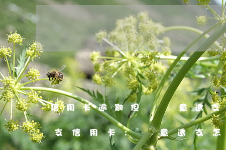 信用卡逾期但無惡意透支記錄(被起訴惡意透支信用卡:惡意透支怎么判定)