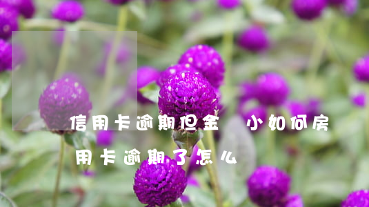 信用卡逾期但金額小如何房貸(銀行貸款和信用卡逾期了怎么辦)