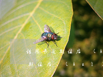 信用卡逾期住店會(huì)怎樣(信用卡逾期住店會(huì)怎樣)