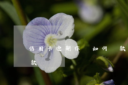 信用卡逾期作廢如何還款(信用卡作廢怎么還款)