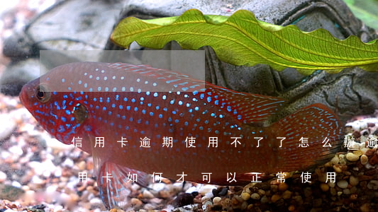 信用卡逾期使用不了了怎么辦(逾期以后的信用卡如何才可以正常使用)