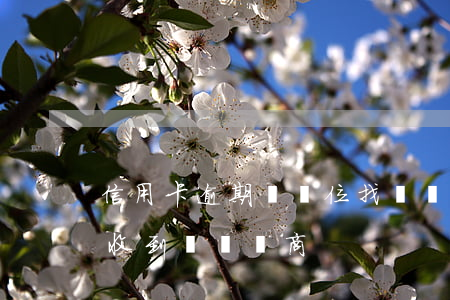 信用卡逾期來單位找領導(因信用卡逾期經常收到電話協商)