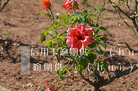 信用卡逾期供車會(huì)查封嗎(信用卡逾期供車會(huì)查封嗎)
