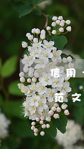 信用卡逾期保證書文庫(信用卡逾期情況說明范文)