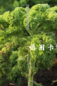 信用卡逾期保險能取出來嗎 保險可以逾期嗎