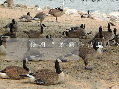 信用卡逾期信封騙局(欠信用卡逾期封了房子)
