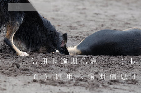 信用卡逾期信息上報(bào)信息庫(kù)(信用卡逾期信息上報(bào)信息庫(kù)是什么意思)