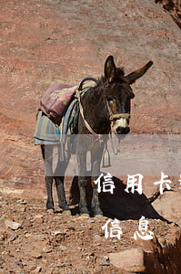 信用卡逾期信息內(nèi)容是什么(收到信息說信用卡逾期)