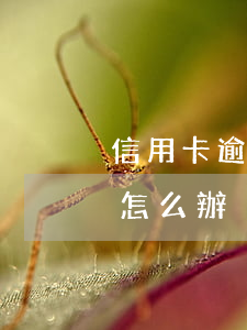 信用卡逾期信息征信不更新(征信遲遲不更新怎么辦)