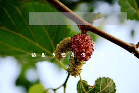 信用卡逾期信息被泄露(有信用卡逾期記錄)