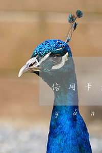 信用卡逾期（信用卡年費(fèi)逾期嚴(yán)重）