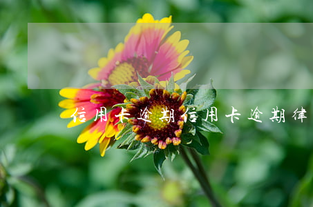 “信用卡逾期”（信用卡逾期律師問答）