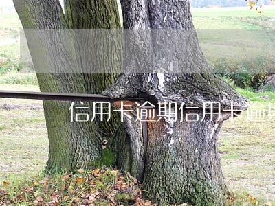信用卡逾期（信用卡逾期申訴理由）