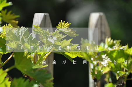 信用卡逾期信用社可以貸款嗎(當(dāng)前逾期 信用社還能貸款么)