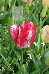 信用卡逾期信而富还能借吗(信而富可以不用还吗)