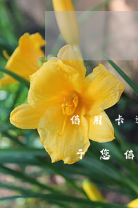 信用卡逾期信訪一般幾天給答復(fù) 鑒于您信用卡逾期情況嚴重 實地核訪