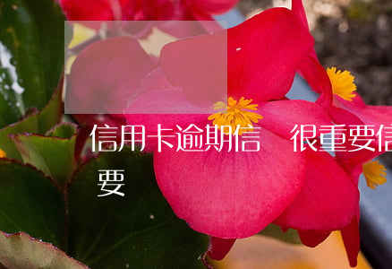 信用卡逾期信譽很重要（信用卡逾期信譽很重要）