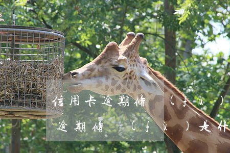 信用卡逾期修復(fù)是什么意思(信用卡逾期修復(fù)是什么意思)