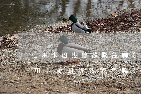 信用卡逾期修改緊急聯(lián)系人(信用卡逾期修改緊急聯(lián)系人前女友)