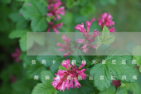 信用卡逾期倆天最低返款能用嗎-信用卡逾期倆天最低返款能用嗎安全嗎