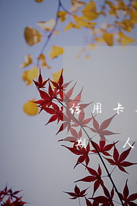 信用卡逾期個人無力償還怎么辦呢（信用卡逾期個人無力償還怎么辦）