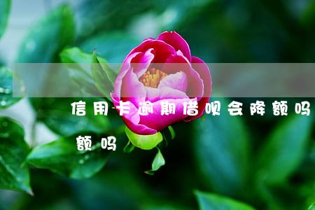 信用卡逾期借呗会降额吗(借呗长期不用会降额吗)