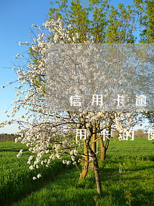 信用卡逾期借呗受影响吗(借呗逾期会影响信用卡的使用吗)