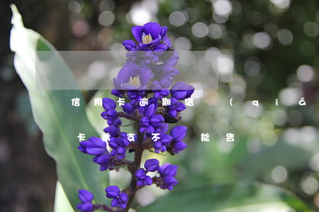 信用卡逾期借錢(qián)詐騙-借信用卡透支不還能告詐騙嗎