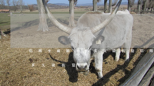 信用卡逾期停卡多久能恢复(信用卡逾期停卡多久能恢复)