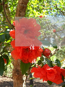 信用卡逾期停卡还最低两年会-信用卡逾期停卡还最低两年会