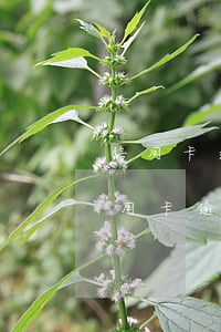 信用卡逾期停息挂账怎么收费(什么情况下信用卡逾期可以停息挂账)
