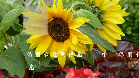 信用卡逾期停息掛賬咋辦(信用卡逾期多久停息掛賬)