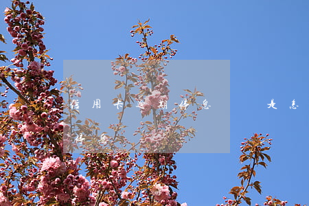 信用卡逾期停息掛賬是怎么回事(欠信用卡能停息掛賬嗎)