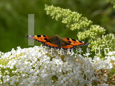 信用卡逾期停息掛賬是真的嗎