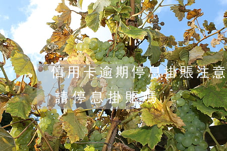 信用卡逾期停息掛賬注意事項(逾期前可以申請停息掛賬嗎)