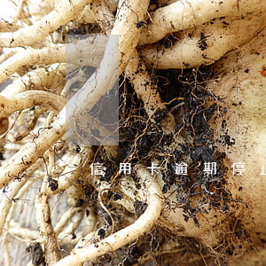 信用卡逾期停止催收了(信用卡逾期催收方式)