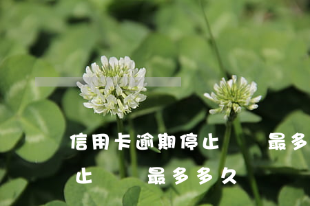 信用卡逾期停止掛賬最多多久（信用卡逾期停止掛賬最多多久）