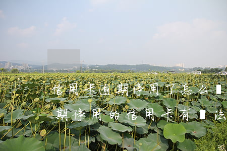 信用卡逾期停用了怎么繼續(xù)用-逾期停用的信用卡有辦法激活嗎