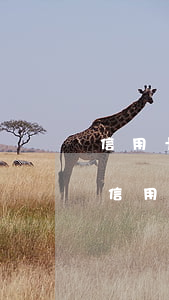 信用卡逾期停用后還可以還款么(逾期還清后信用卡還能用嗎)