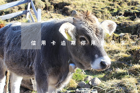 信用卡逾期停用圖片(求一張信用卡逾期圖片)